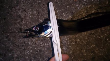 タチウオ最終釣行