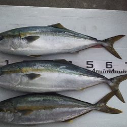 丸々太ったハマチ