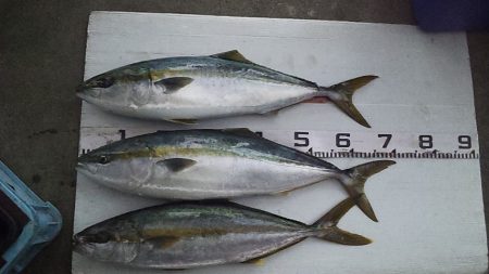 丸々太ったハマチ