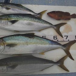 2連チャンジギング