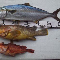 釣り納め鯛ラバ