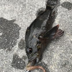 五目釣り達成？