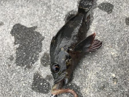 五目釣り達成？