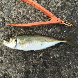 アジ釣り