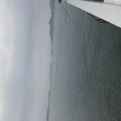 アコウが釣れました。