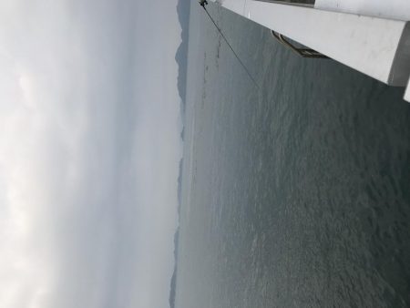 アコウが釣れました。