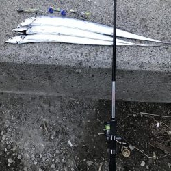 まだまだタチウオおるでー