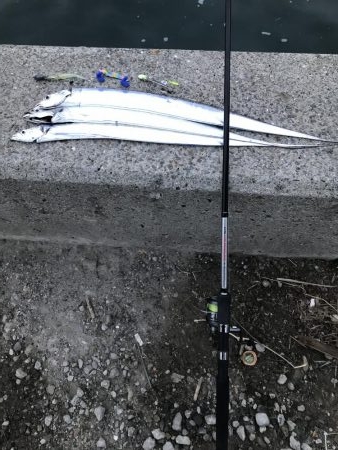 まだまだタチウオおるでー