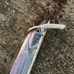 これがフラップ釣法の独壇場！！