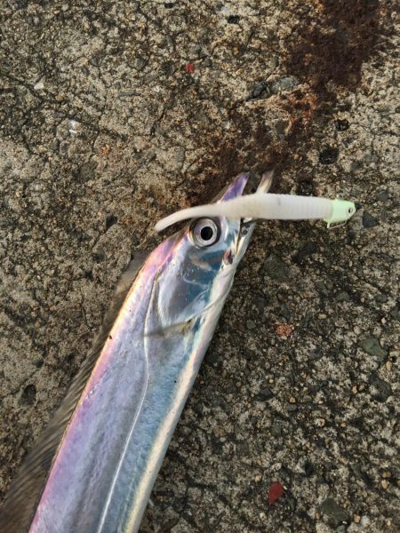 これがフラップ釣法の独壇場！！