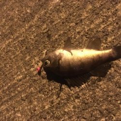 津田港メバリング