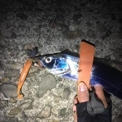 タチウオ、ガシラ