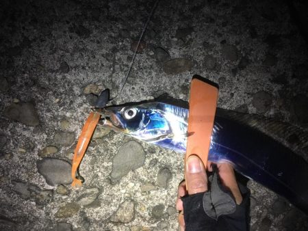 タチウオ、ガシラ