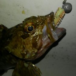 ガシリング(ガシラ×5)