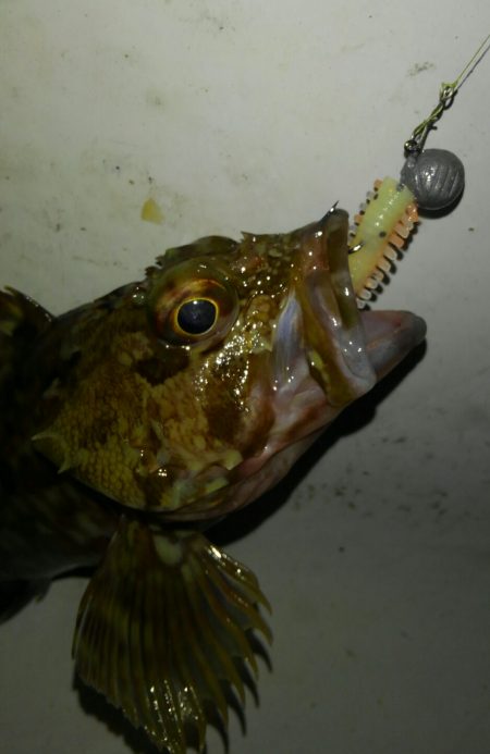 ガシリング(ガシラ×5)