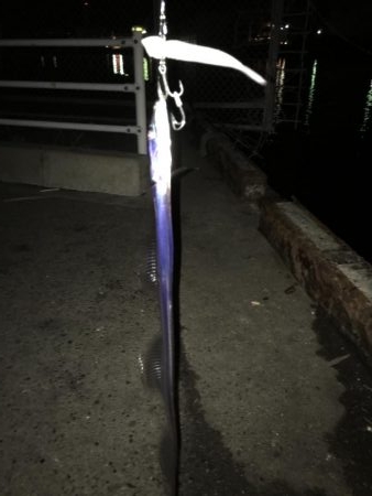 湾奥タチウオ。丁寧に探ればチャンス有り！