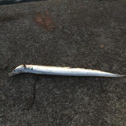 渋いけどまだパラパラ