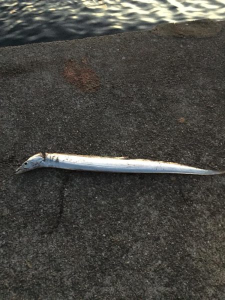 渋いけどまだパラパラ