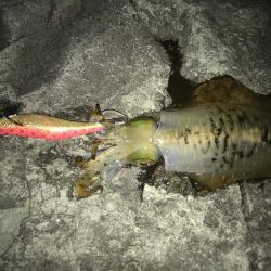 アオリイカとタコ