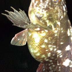 ガシラ調査スタート