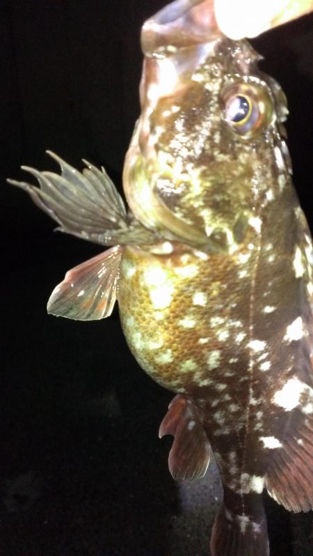 ガシラ調査スタート