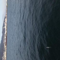 サゴシばかり…