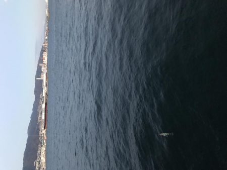 サゴシばかり…