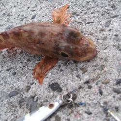 ボトムしつこく