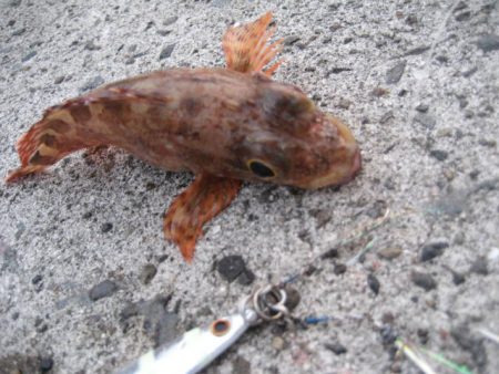 ボトムしつこく