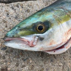 １００均ルアーでツバスゲット！