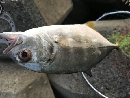 ナブラが連発！