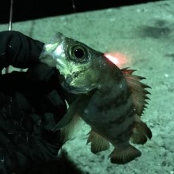 ナイターでメバル・カサゴ