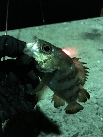 ナイターでメバル・カサゴ
