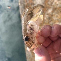 マリーナホップで