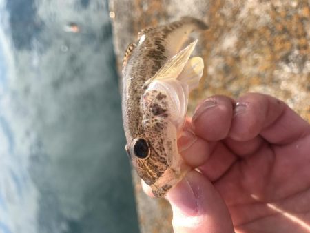 マリーナホップで