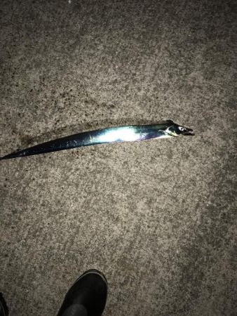 タチウオ終盤戦