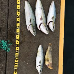 初青物！メジロ！ブリ！