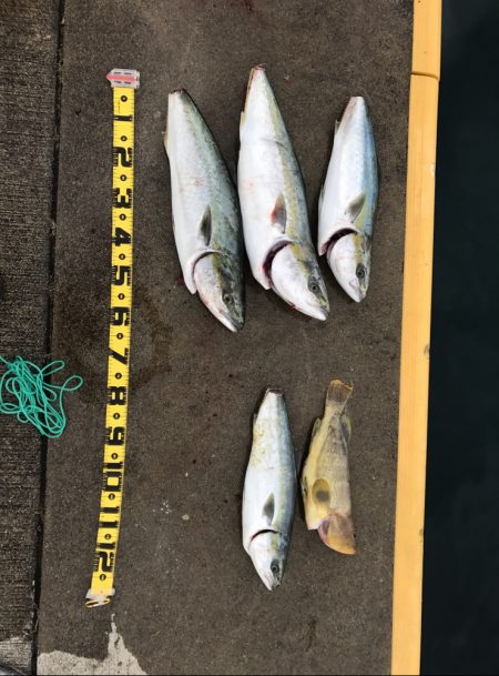 初青物！メジロ！ブリ！