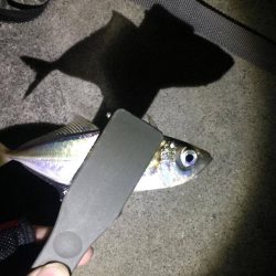 アジングの時期　大阪の冬　2017アジング冬の投稿まとめ！