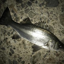 夜練セイゴ2ndかな？