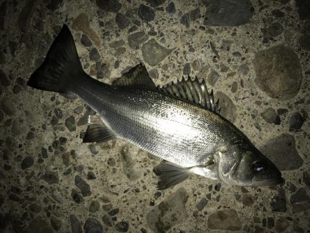 夜練セイゴ2ndかな？