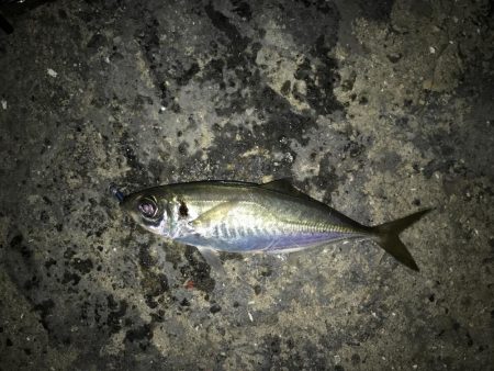 湾奥ライトゲーム