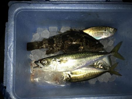 極寒ライトゲーム