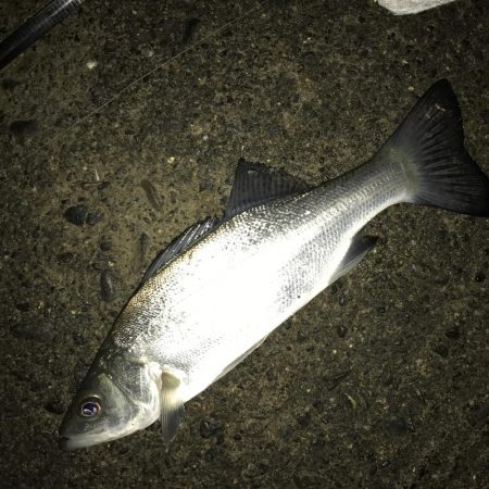 夜練セイゴで竿納め