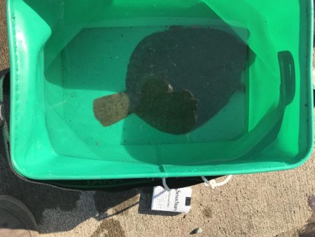 30ｃｍオーバー　カレイ