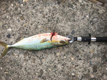 朝練と仕事帰りの太刀魚チェック