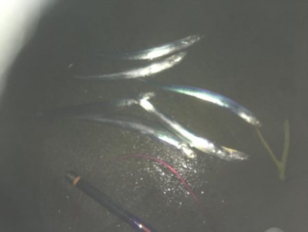 遠征帰りの太刀魚♫