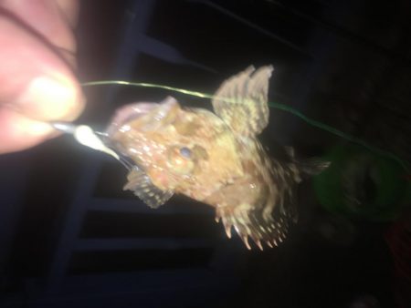 アジングのつもりが