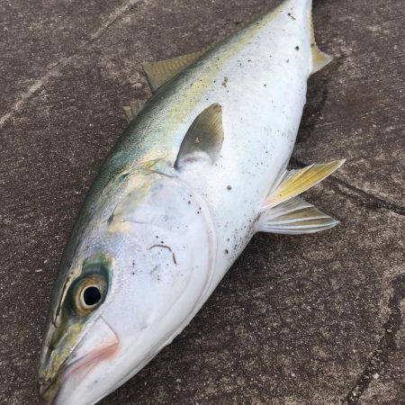 ショアジギング