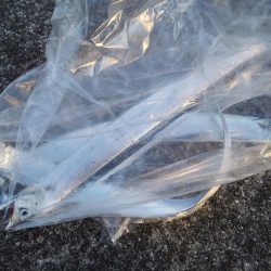 サイズダウンしてますが、アタリ多いです